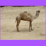 Camel 2.jpg